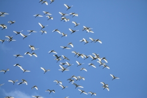 基隆港拍黑鳶(3)