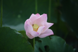 荷葉蓮花