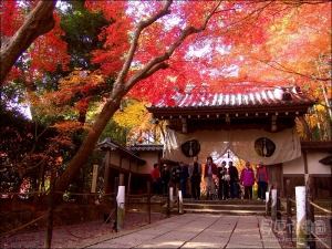 日本近畿賞楓-秋散策‧紅葉狩