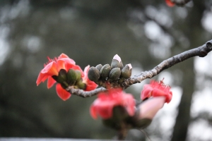 紅棉初放艷