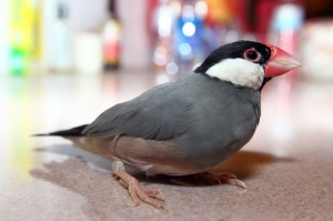 寵物鳥運動會~~~~  多運動身體好