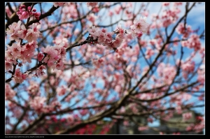 東勢林場放鬆身心