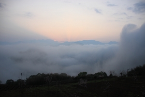 阿里山半山腰的隙頂觀霧