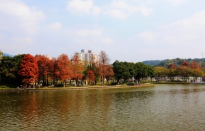 QOO水雞走跳大湖公園QOO