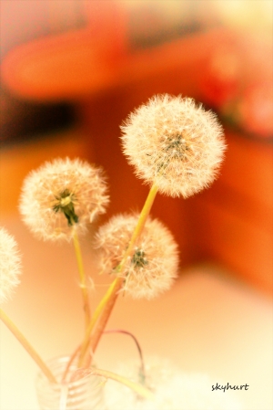 蒲公英│Dandelion