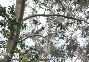 200MM下的紅嘴藍鵲(藍喜鵲)