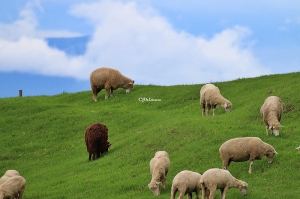 風景隨拍