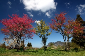 阿里山一日遊