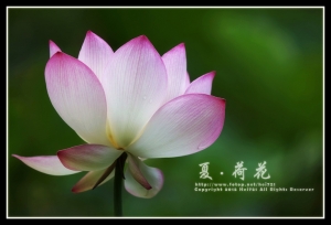 夏 . 荷花