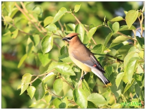 美版的朱連雀 Cedar Waxwing 松雪太平鳥