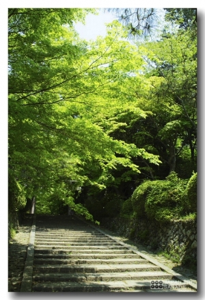 京都東海自然步道 - 大原野神社新綠之旅 -