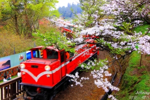 阿里山櫻花
