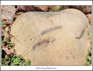 (小品) 　　狗尾巴草　　 by 鄉民　