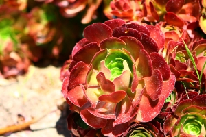 Huntington Library