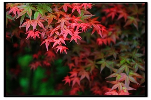 台北奧萬大拍拍葉子趣~