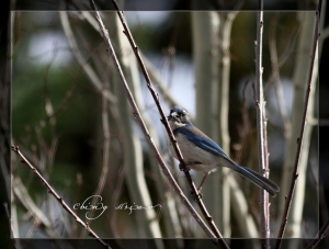 EF 400mm F5.6 Scrub Jay&nbsp;&nbsp;鳥13