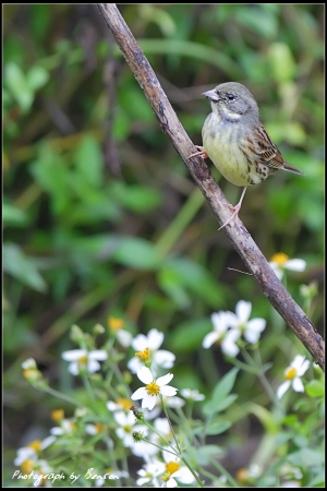 黑臉鵐(雌鳥)