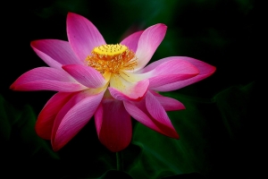 2025 第五回『荷』