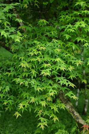 雨紛紛的清明節隨拍
