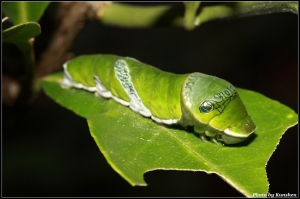 超卡哇伊~~by 100L