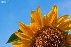 ::: Sunflower 第一次拍向日葵 :::
