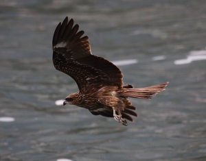 白鵝與黑鳶