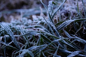 2011_雪之櫻-武陵農場