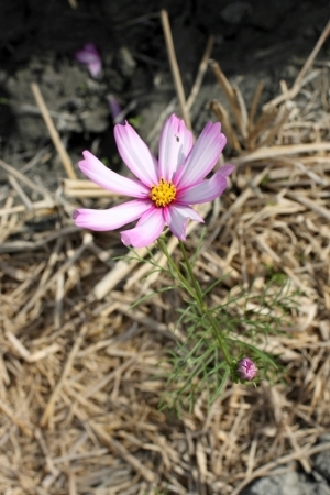 花就是花