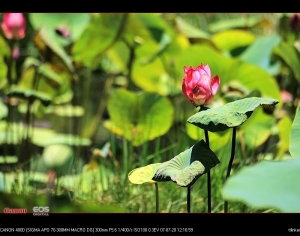荷花