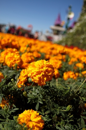 2013 新社花海節