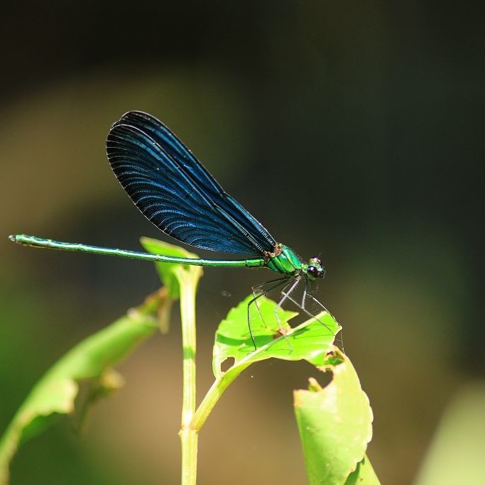 藍蜻蜓