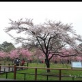 2015 阿里山櫻花