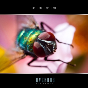 ::: Four Flies 我們是F4 :::