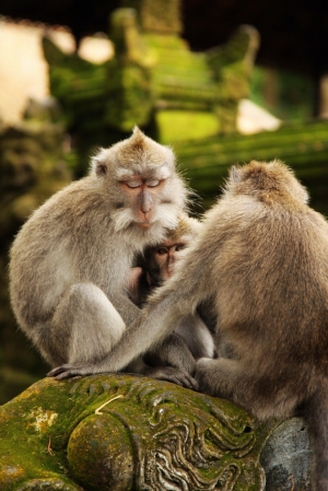 BALI  UBUD紀行（24-105 F4 L）