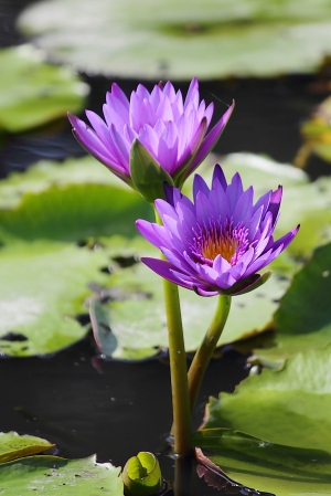 白河戀蓮