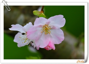 20090228三芝櫻花