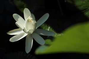 "白蓮"