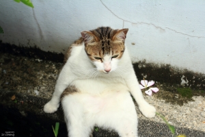 [校園隨拍系列] 你看過坐著的貓嘛？