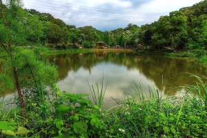 十二寮桐花祭