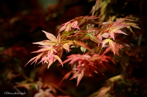 春紅 2009 @ 台北奧萬大