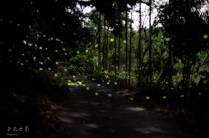 螢色世界-蓮華池