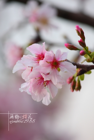 無極.櫻花  天元宮一遊