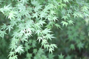 福壽山場‧夏‧楓