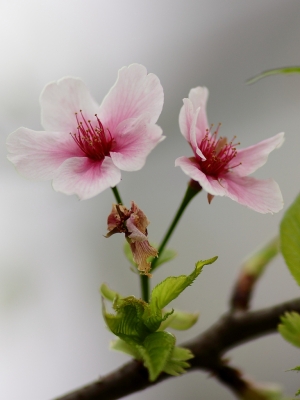 山下出太陽山上霧茫茫