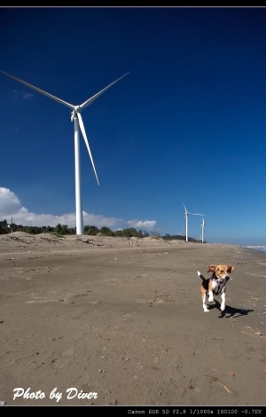 我的魔鬼小米--可樂
