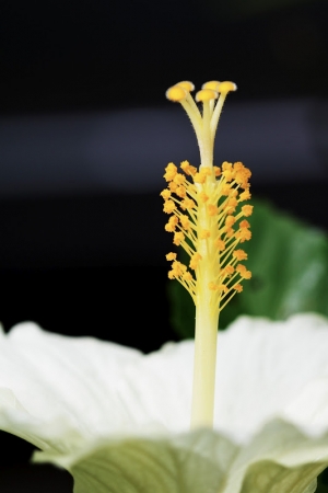 嗯...有段時間沒貼圖了，來個校園植物輯吧～