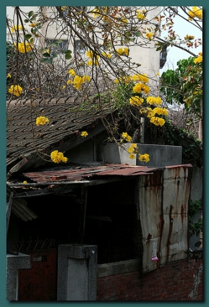 20110315 黃金風鈴木
