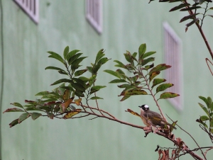 小小白_動物篇 by bevis