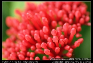 Sophies植物微距攝影集160