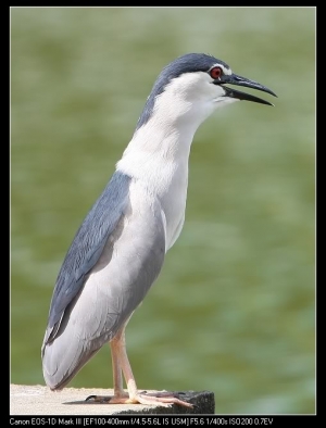 第一次打鳥